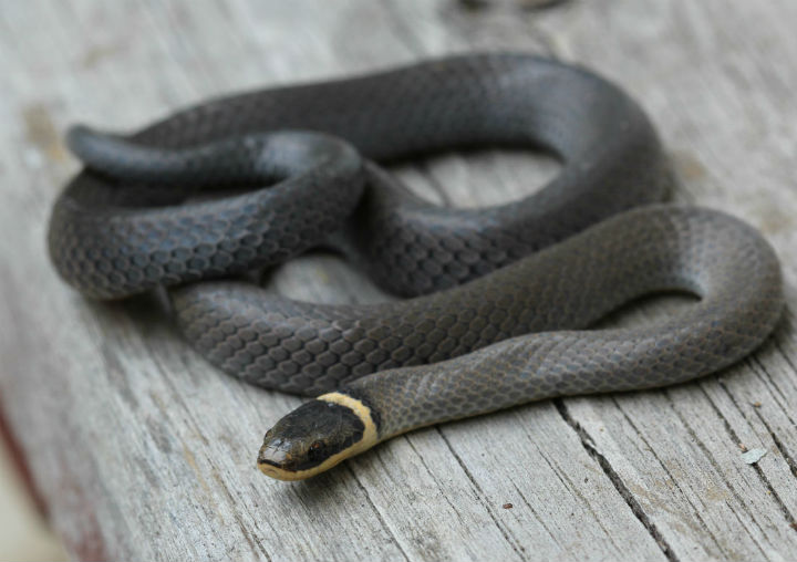 Northern Ringneck Snake